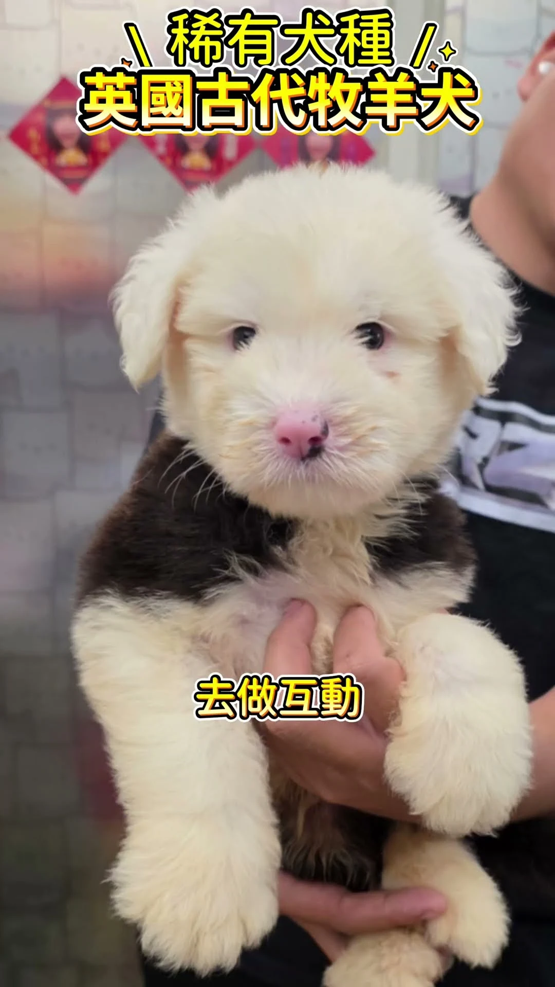 【這不是拖把，這是優雅的英國古代牧羊犬！】