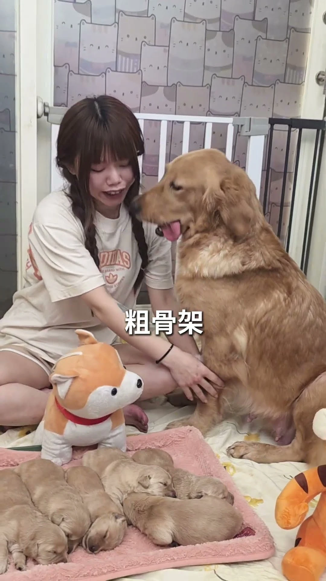 1/4 出生的黃金獵犬寶寶來囉！媽媽「妹妹」親自帶大