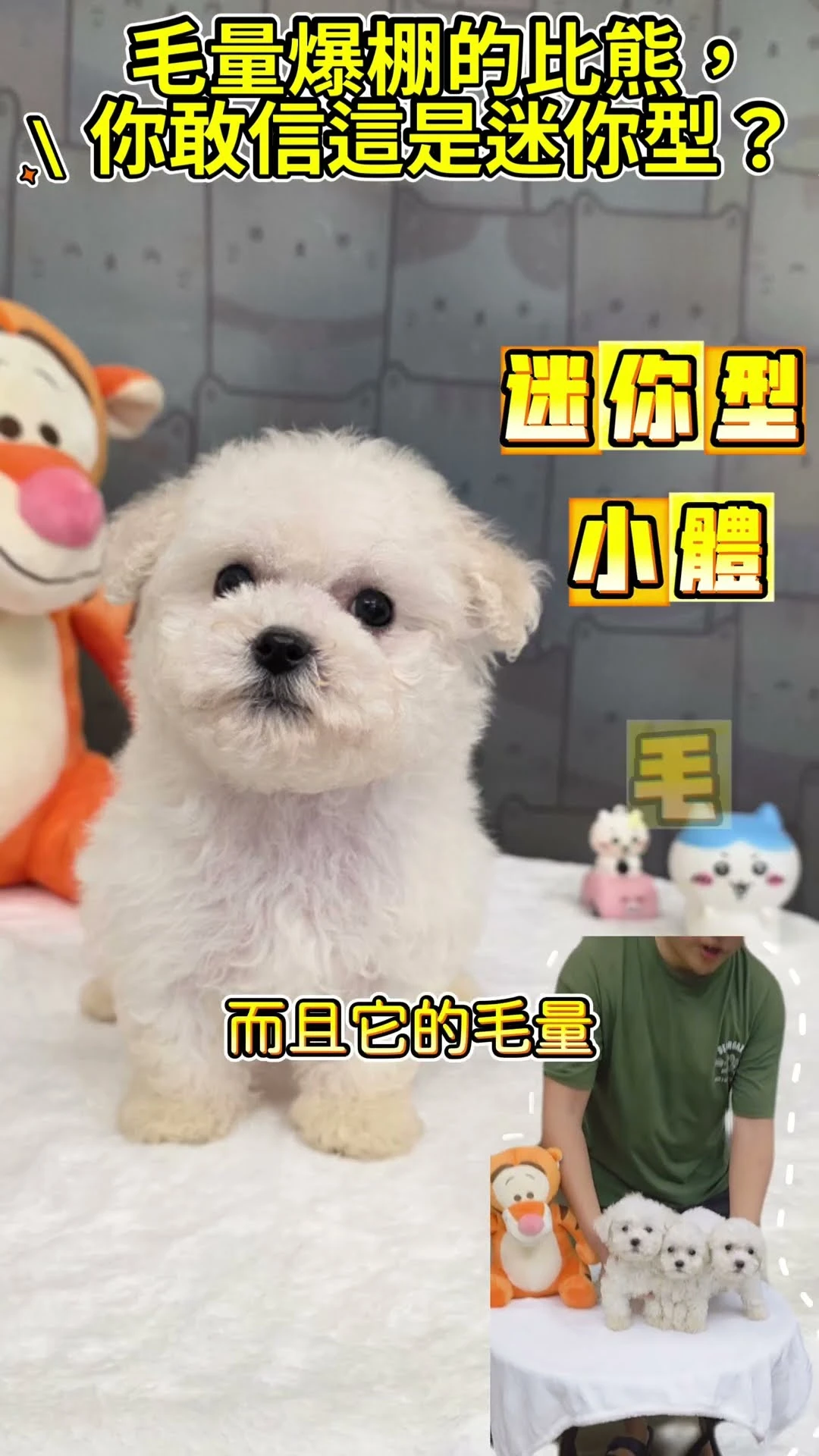 咚咚咚～小棉花糖走過來啦 捲捲毛、短短腿怎麼可以這麼可愛啦