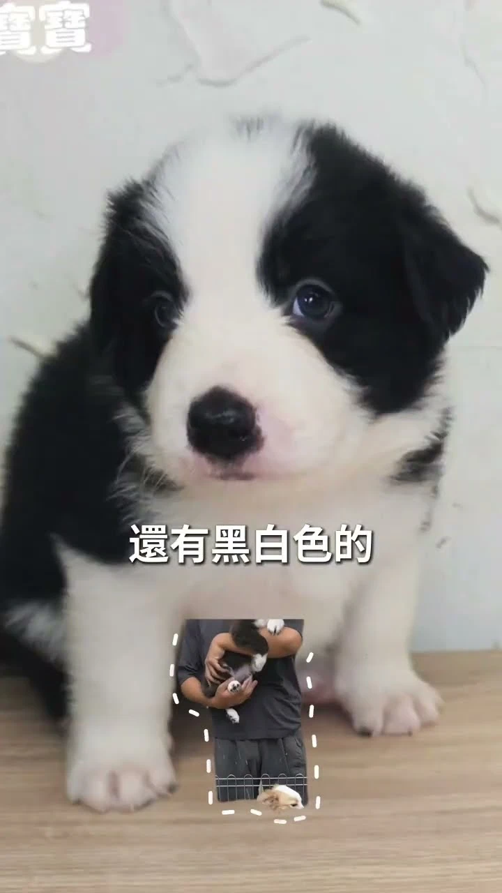 【 擁有一隻邊境，是什麼樣的體驗？ 】