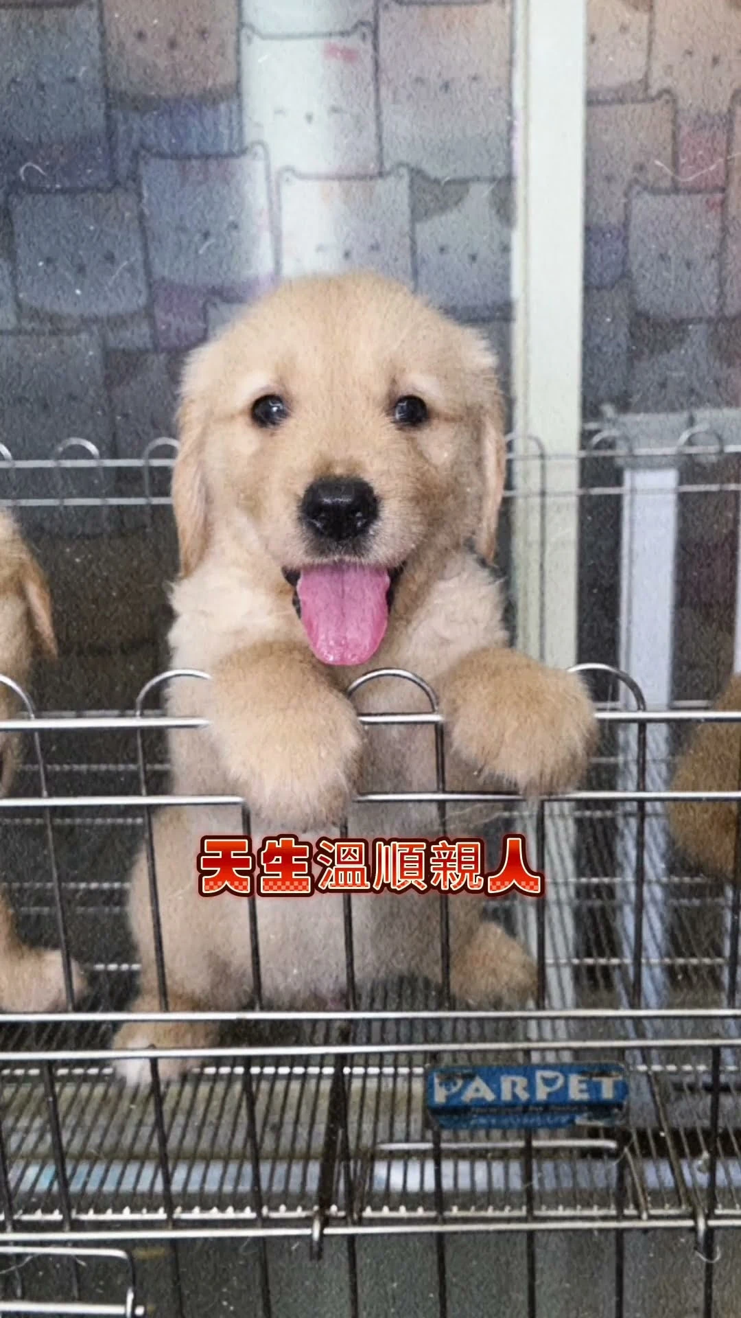 黃金獵犬寶寶報到！金色軟毛觸感超療癒，暖心眼神瞬間融化你