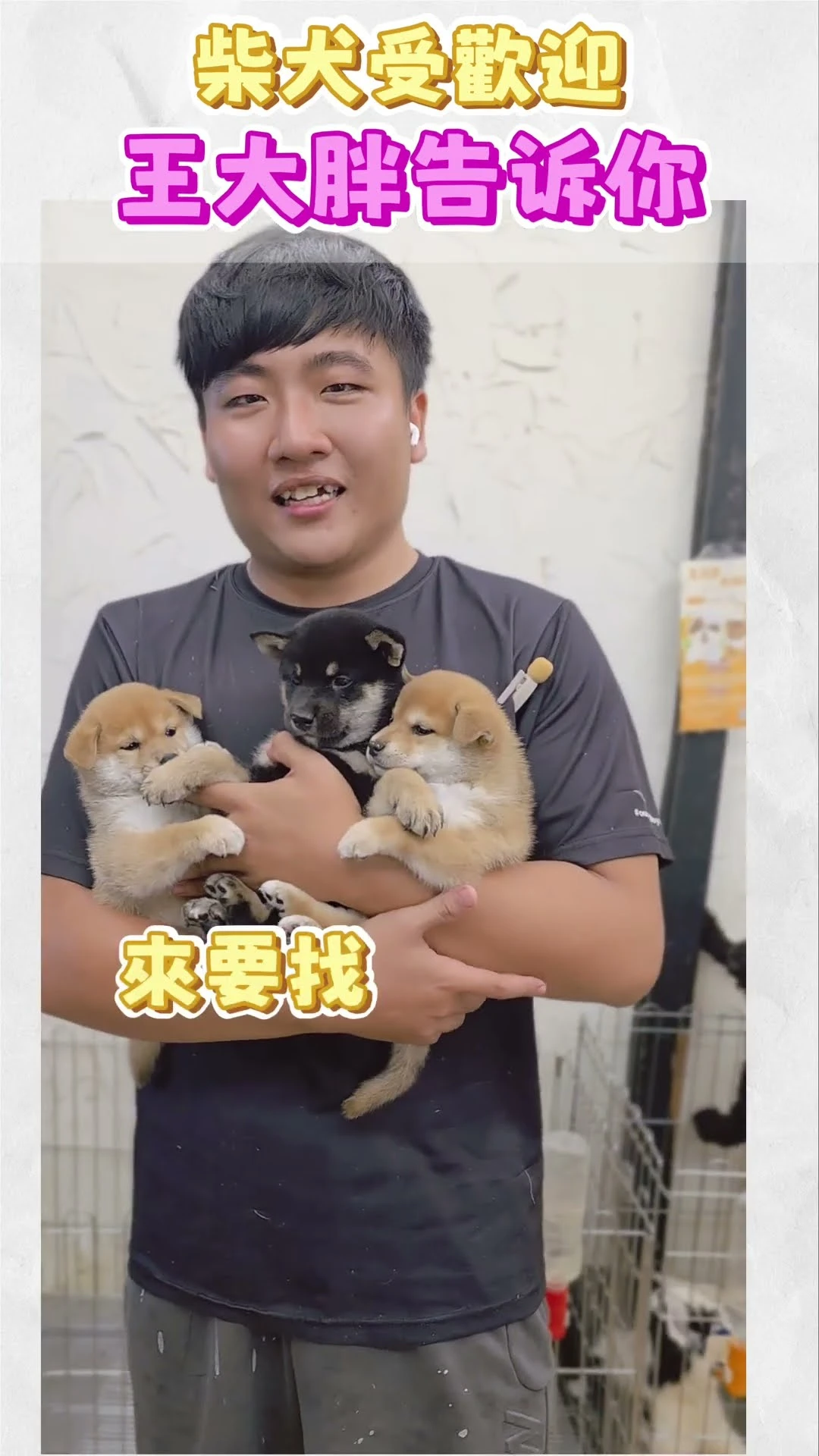 「老闆，我要看狗！」我們有赤柴、黑柴等多色系可以挑選，選擇超級多