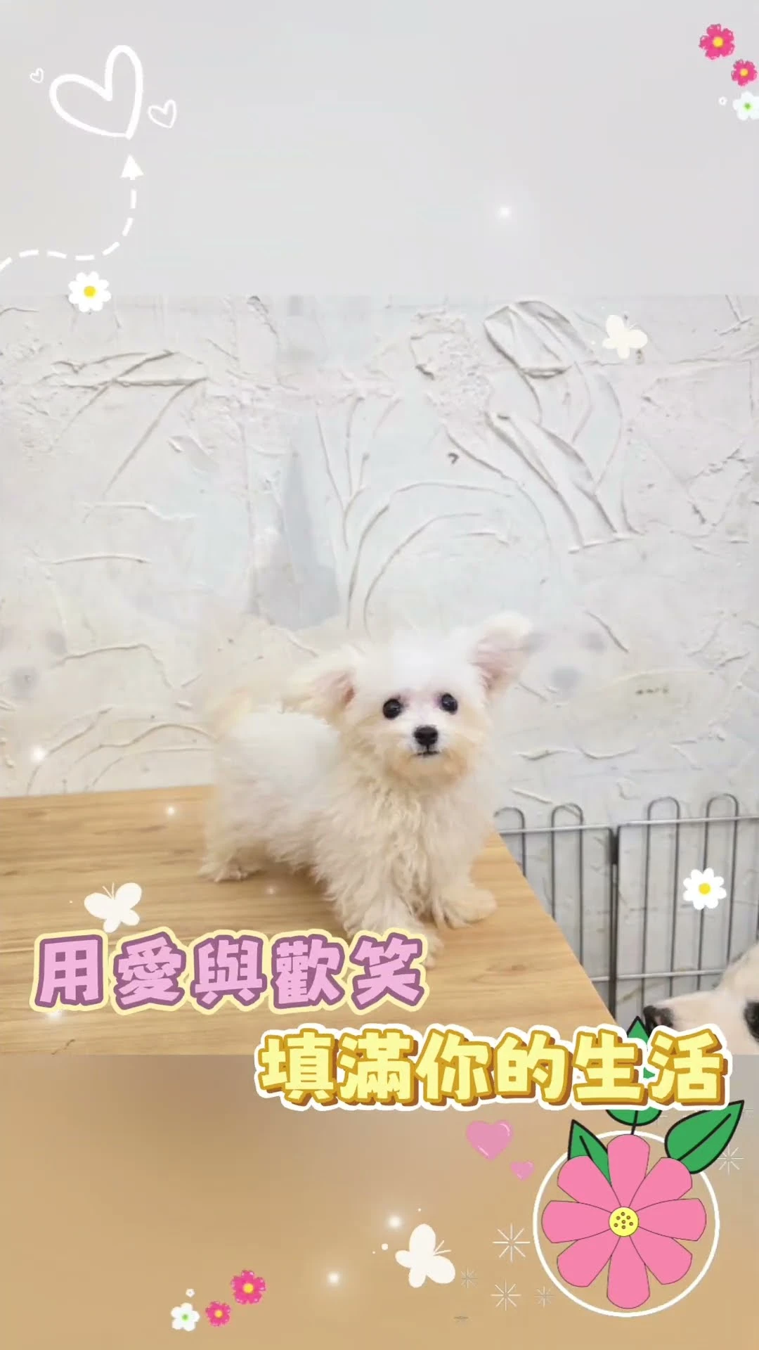 小體比熊 寶寶，黏人撒嬌 是牠的專長！