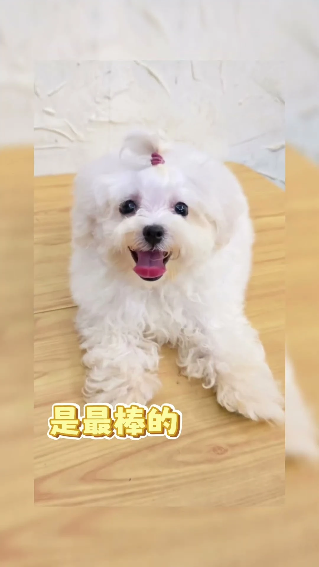 我是甜心瑪爾濟斯 我像一朵會笑的棉花糖，個性溫柔又愛撒嬌。