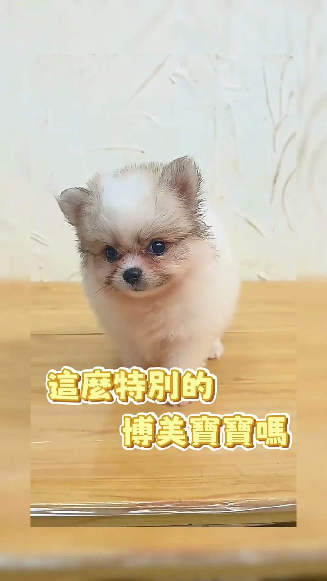 遇見會移動的小棉花糖！這就是傳說中的花博美寶寶！