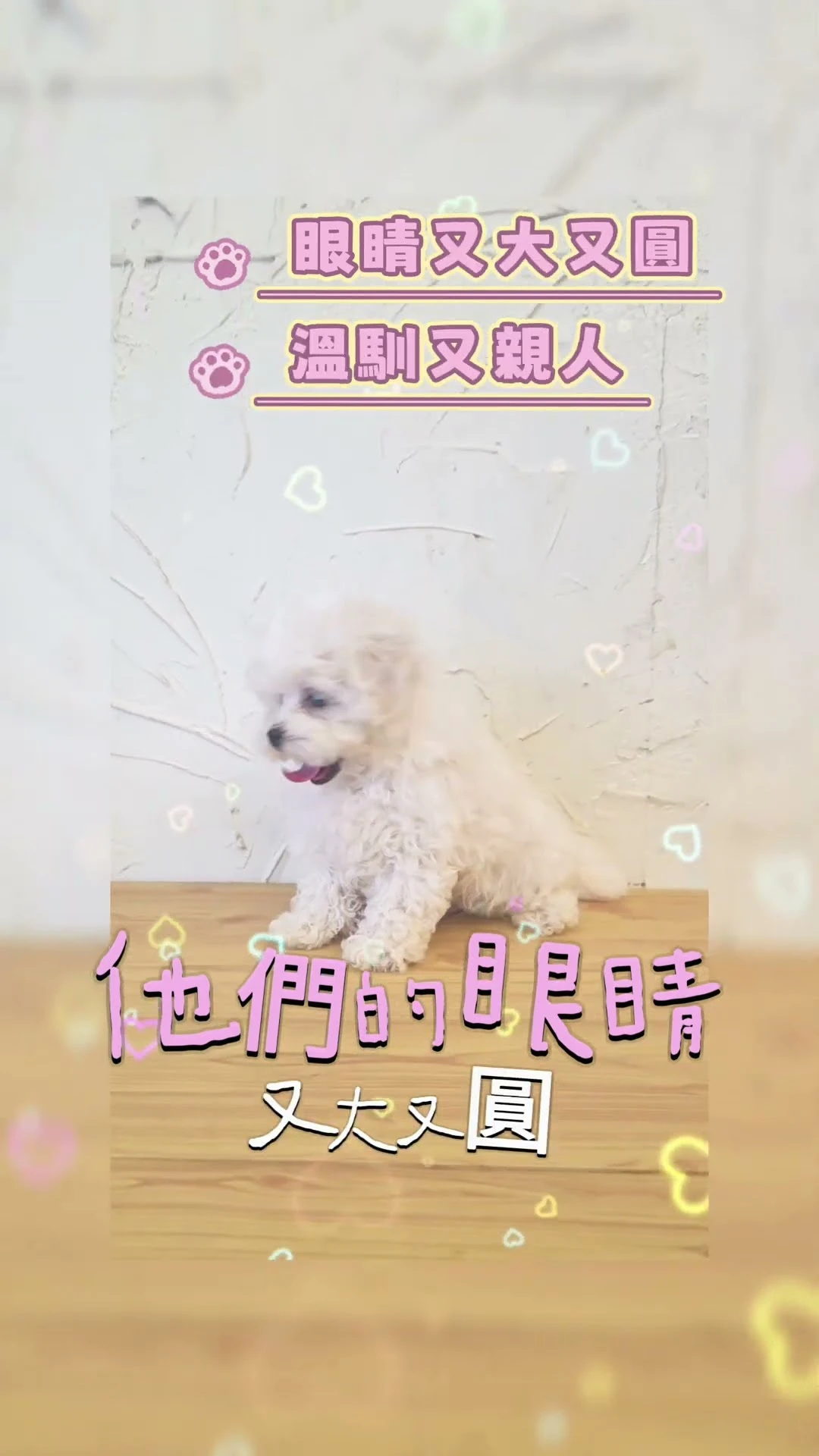 可愛的小白狗，是誰家的？是瑪爾濟斯寶寶啦！