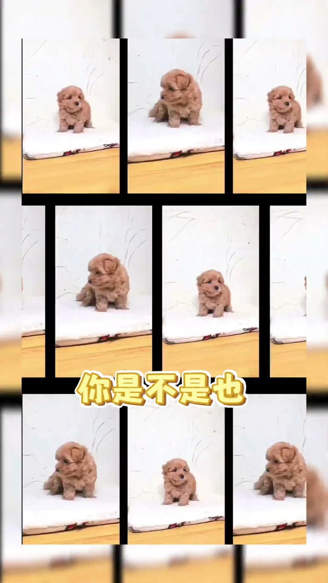 這就是傳說中的泰迪熊寶寶？不！是瑪爾泰迪寶寶啦！