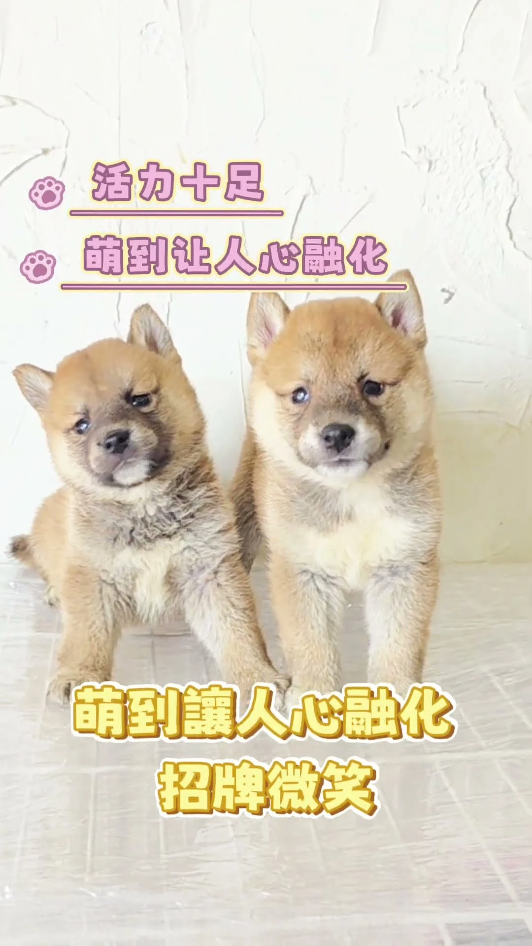 赤柴柴犬寶寶集合 紅棕亮麗小外套＋捲尾翹翹，是真正的「小柴柴」代表