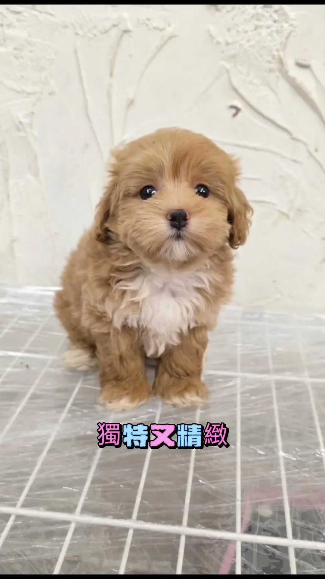 瑪爾泰迪寶寶來囉~奶油底＋白花小襪子，乖巧A型瑪爾泰迪