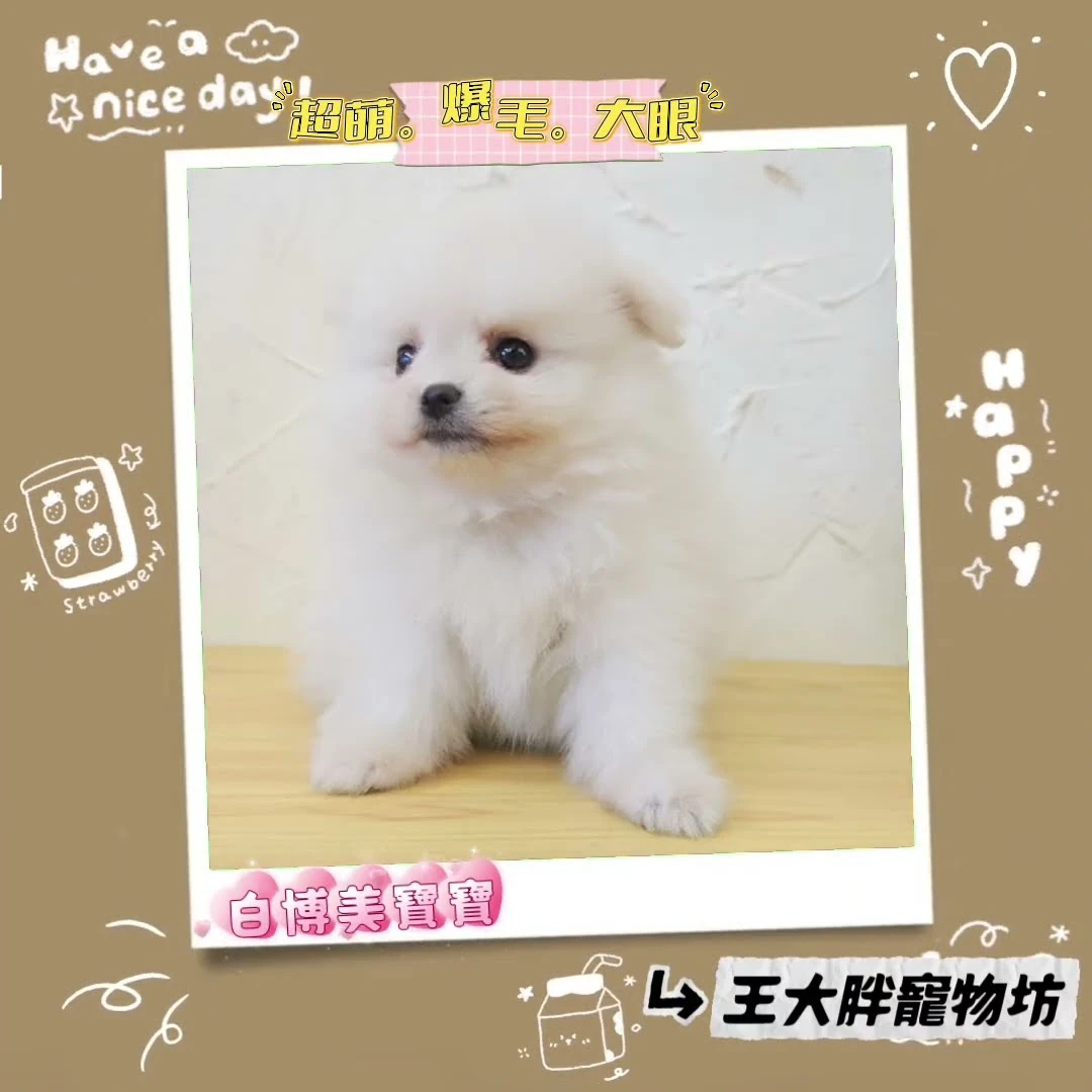 #白博美 #奶油博美 #花博美