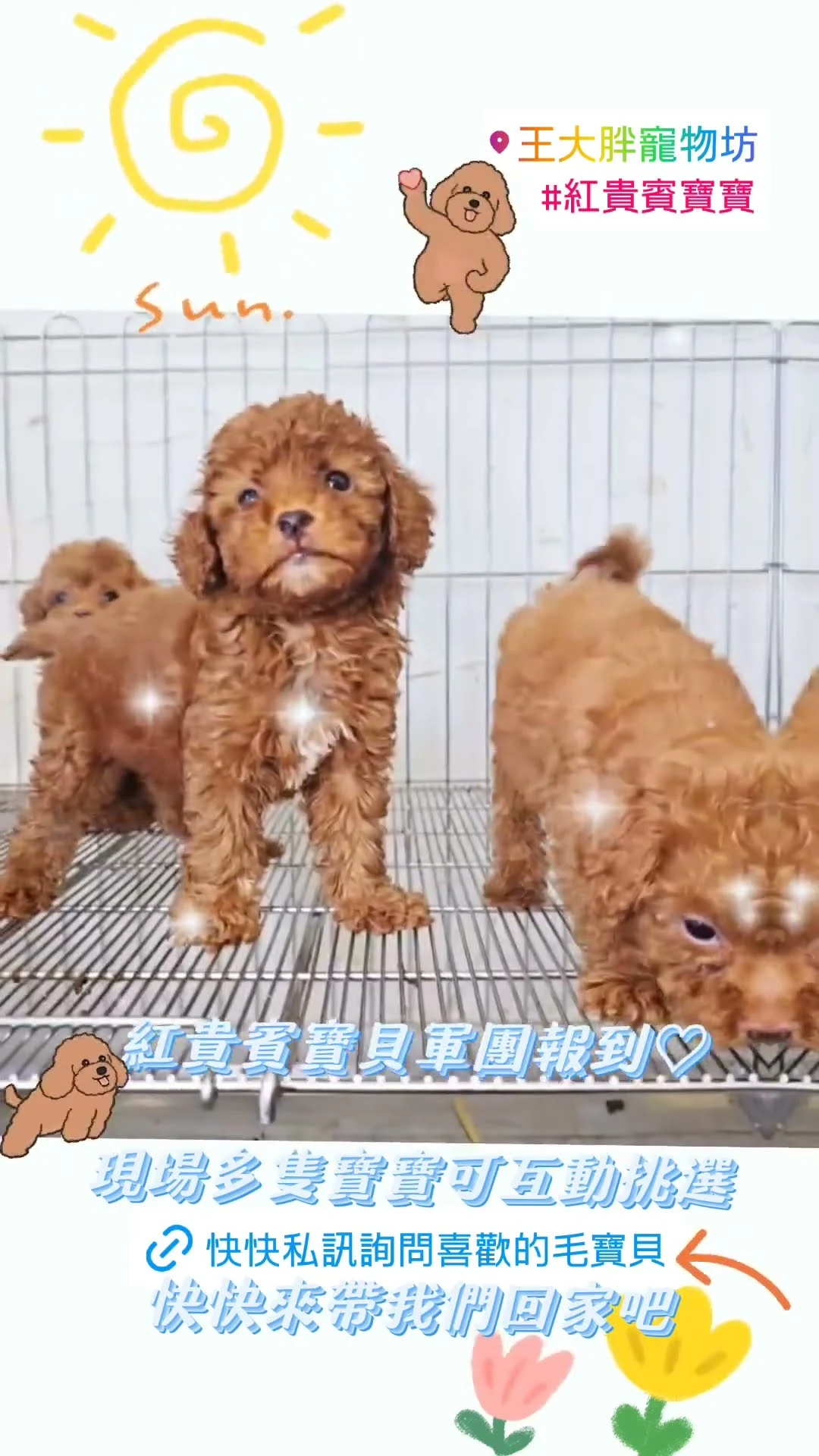 #貴賓幼犬 #紅貴賓寶寶 #紅貴賓寶寶