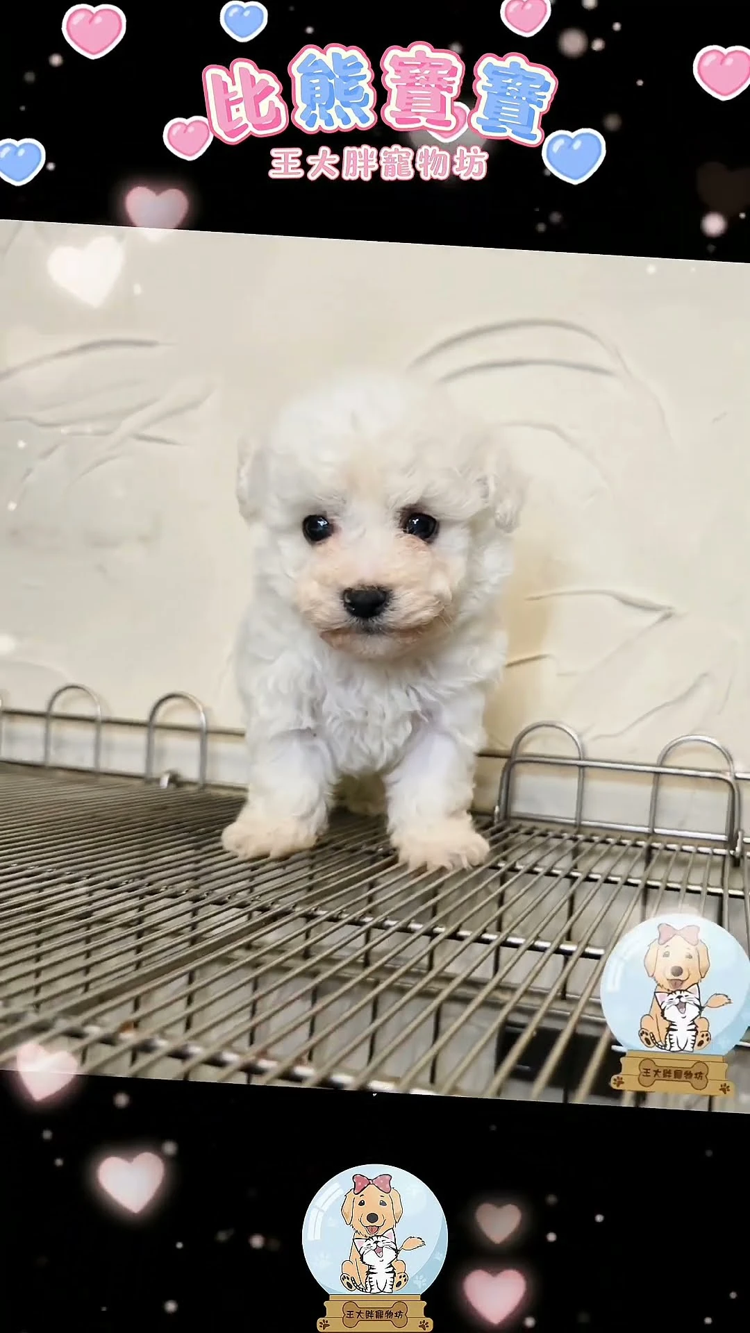 #比熊犬 #比熊 #比熊犬幼犬