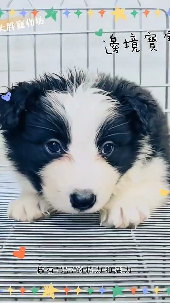地址 :彰化縣彰化市永樂街28號 #邊境牧羊犬 #邊境牧羊犬寶寶 #邊境 #邊境幼犬