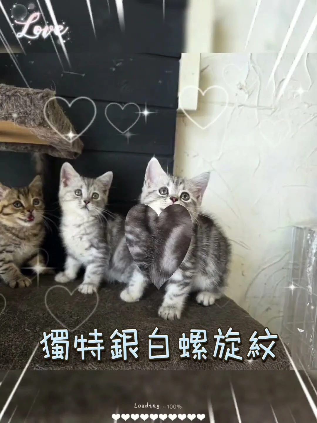 美短寶寶花色圖鑑！煙燻、古銅、銀白魚骨紋、螺旋紋，多種獨特魅力等你發掘！