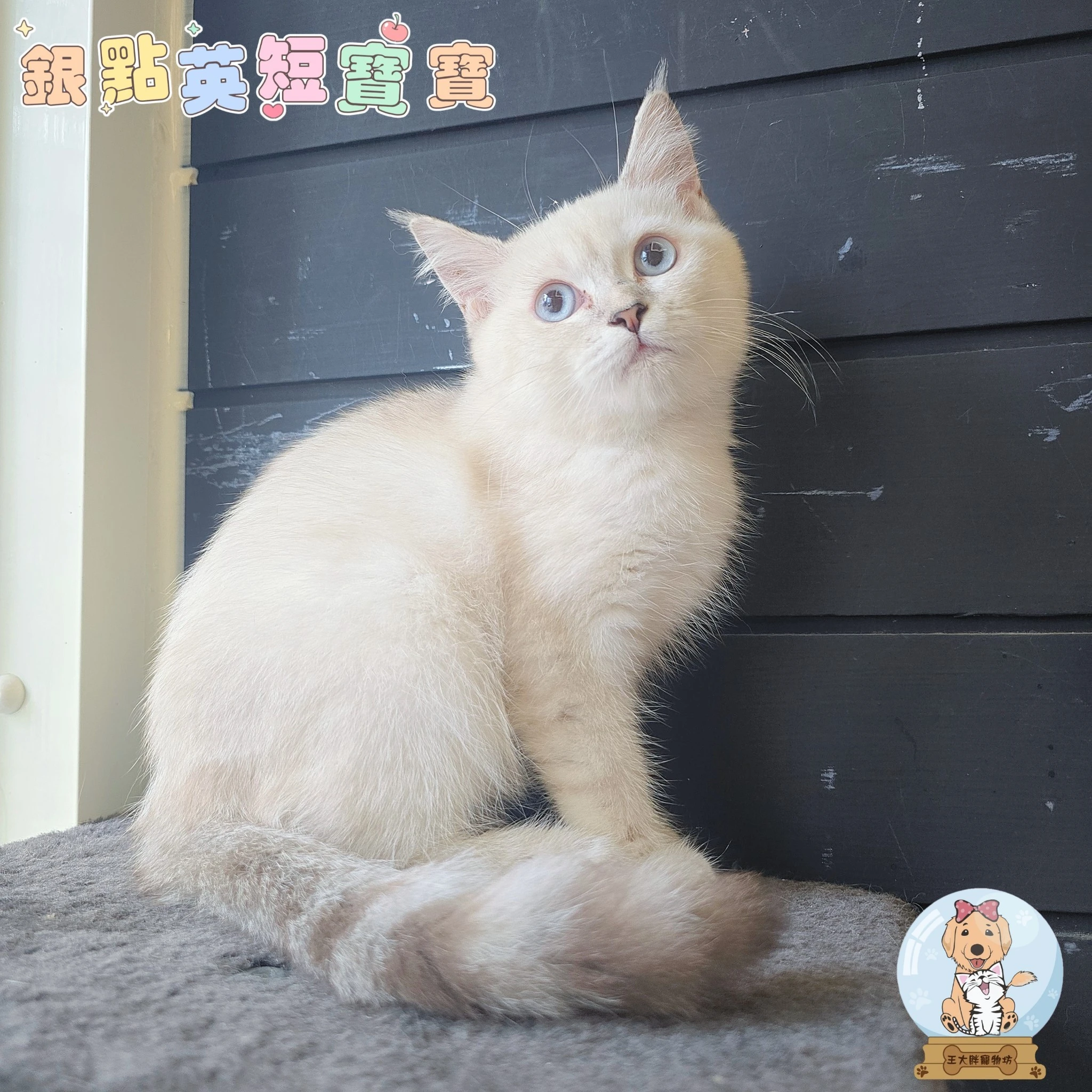 英國短毛貓$10000起
