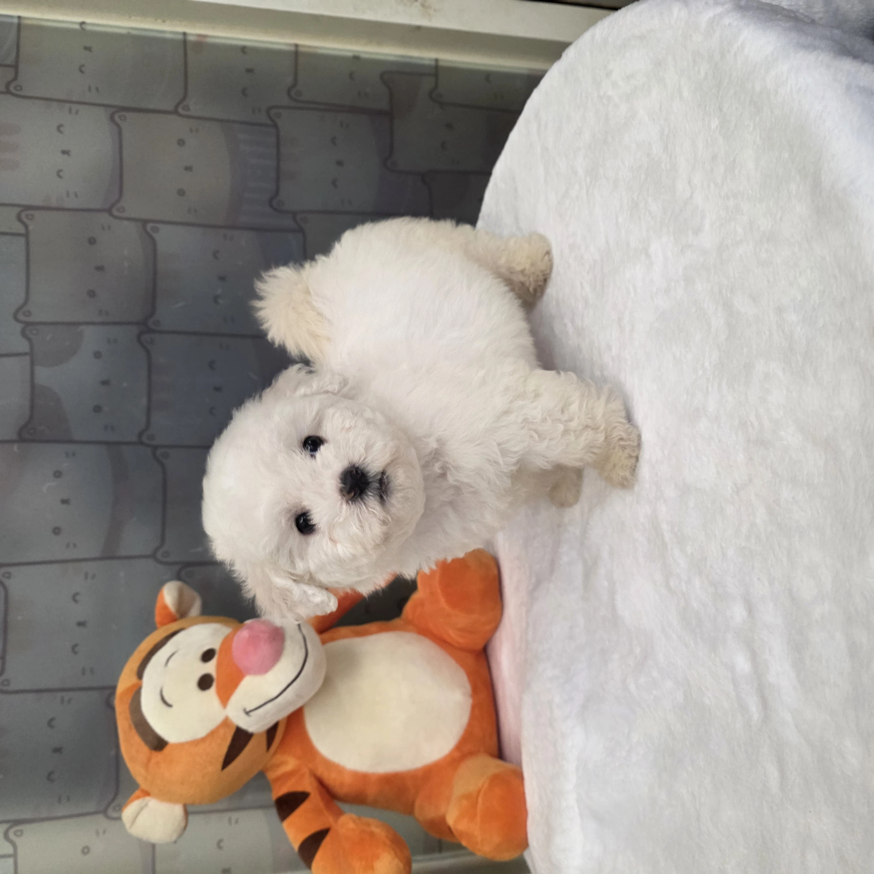 比熊犬$18000起