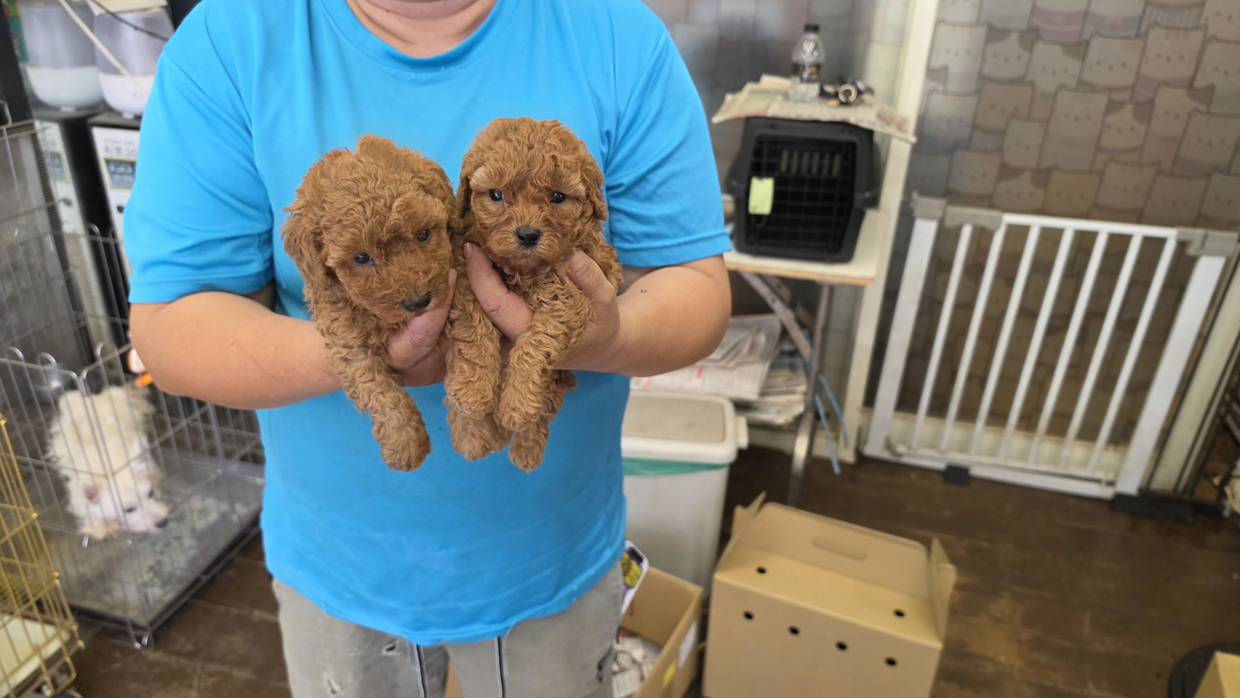 泰迪貴賓犬寶寶$10000起