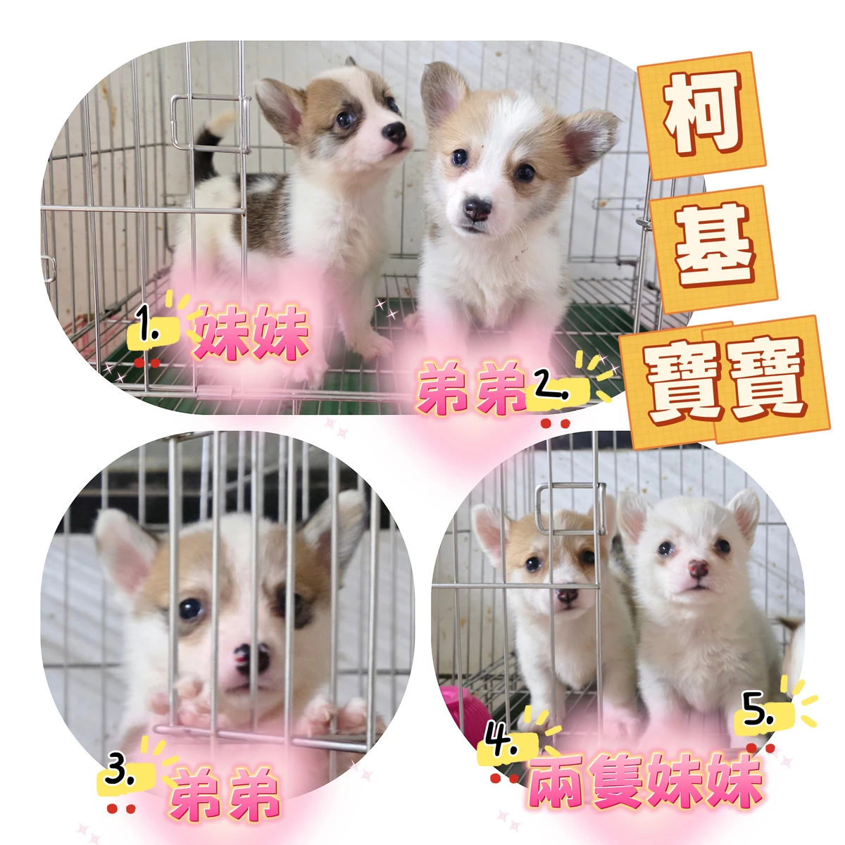 柯基寶寶$25000起