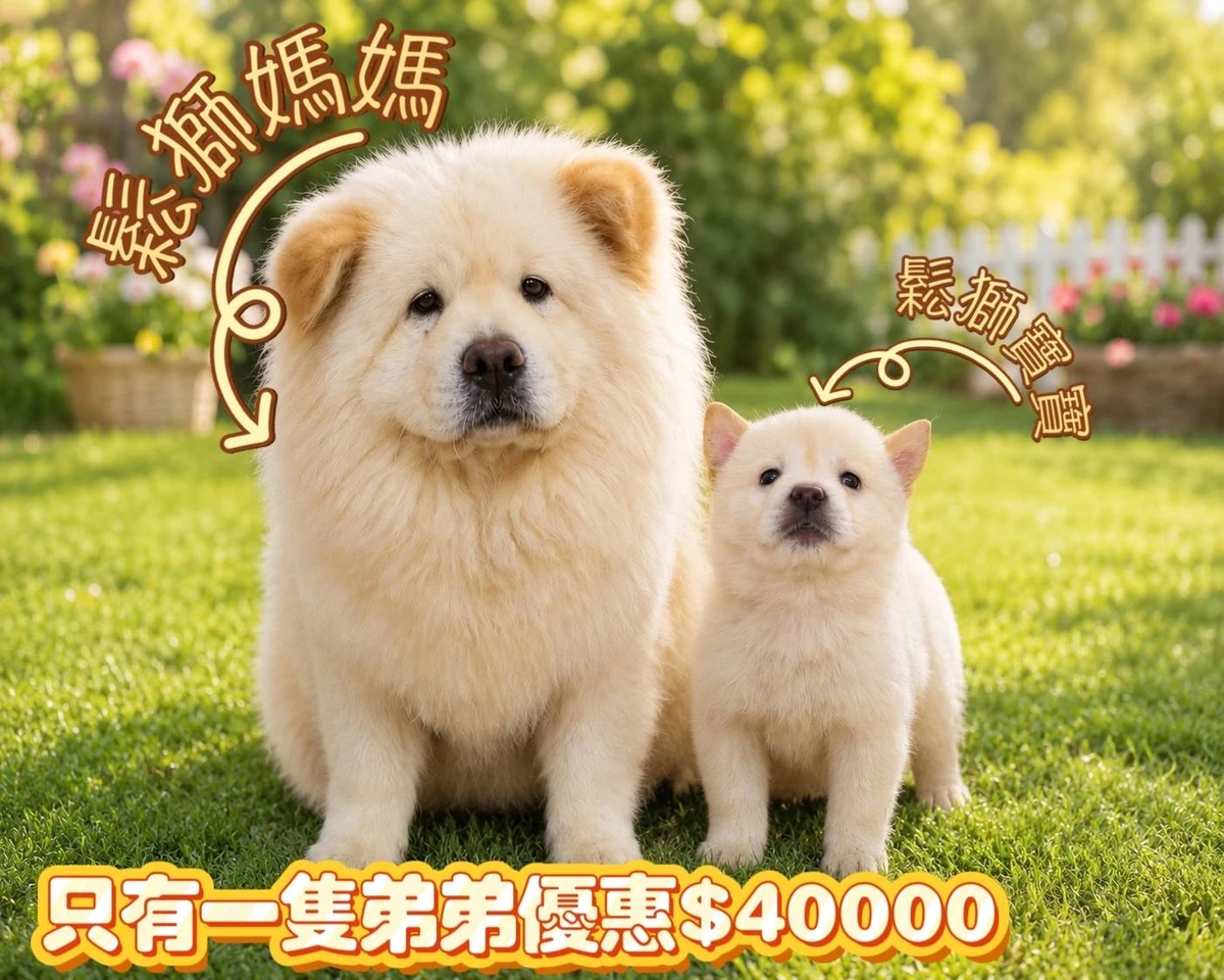 鬆獅犬寶寶$40000