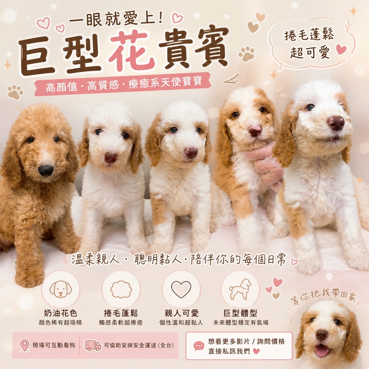 巨型貴賓寶寶 35000起