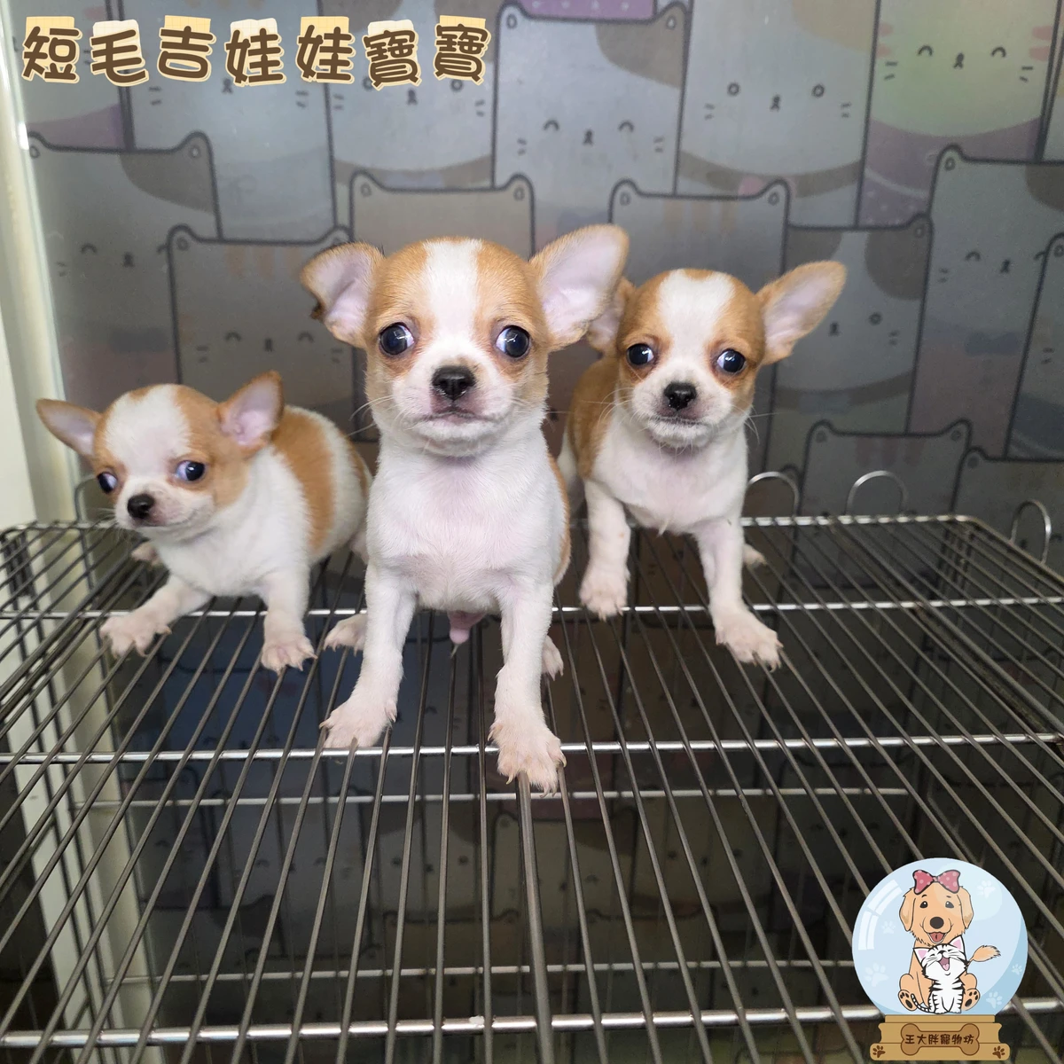 吉娃娃寶寶$10000起