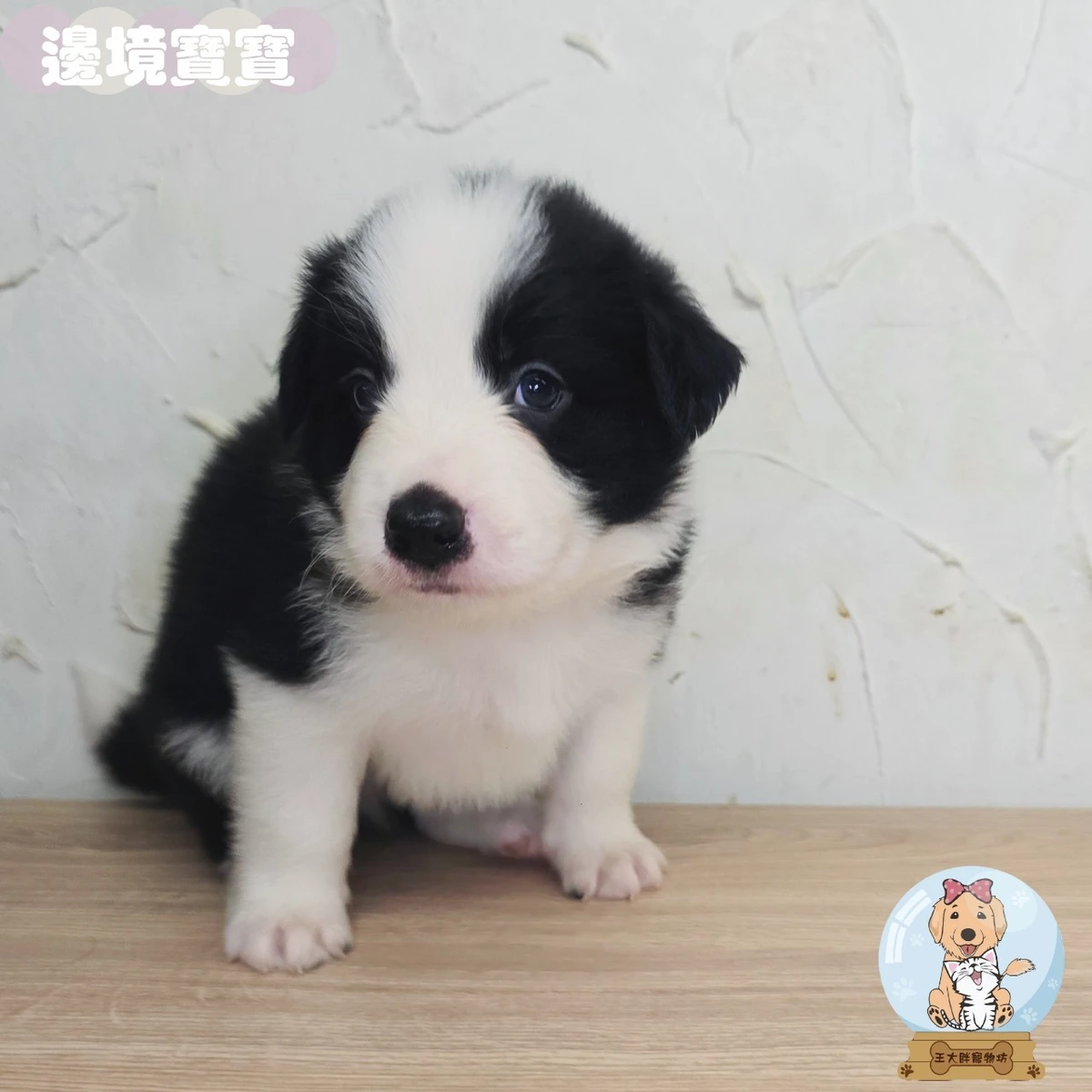 邊境牧羊犬寶寶 $35000起