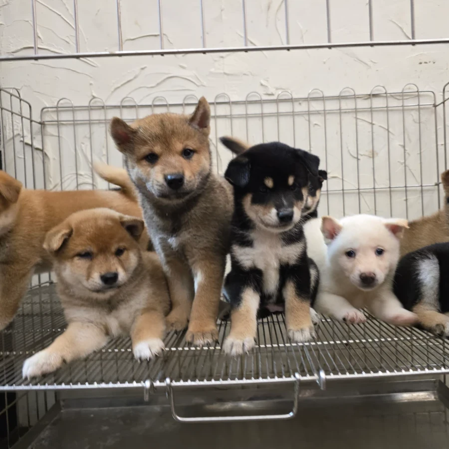 各色系柴犬寶寶 $6000起