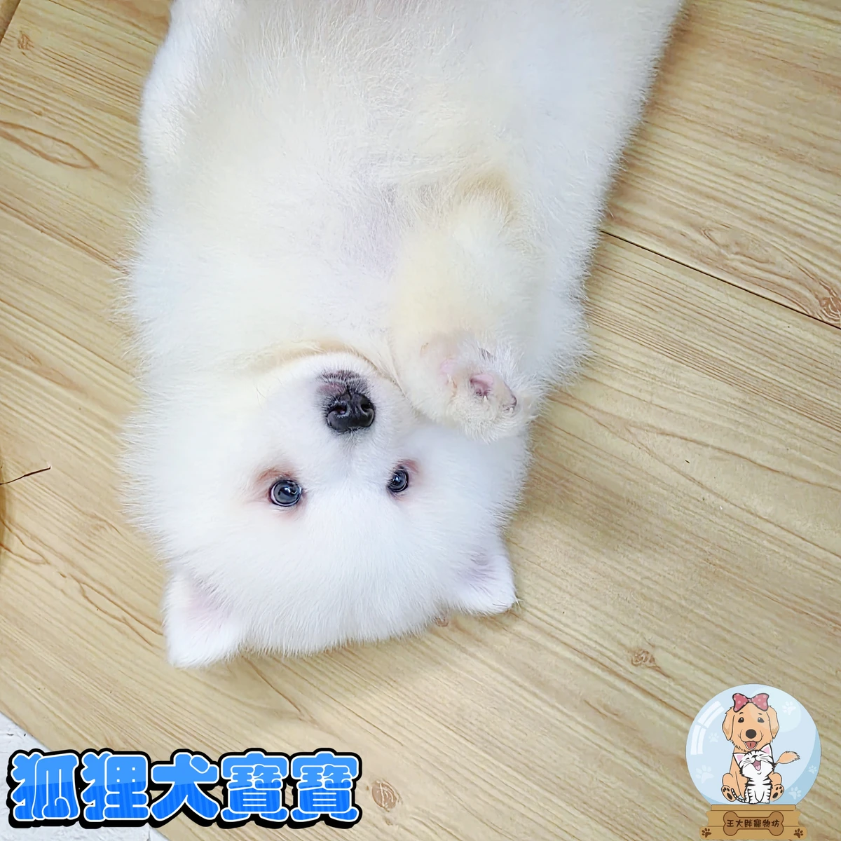 狐狸犬寶寶$15000起