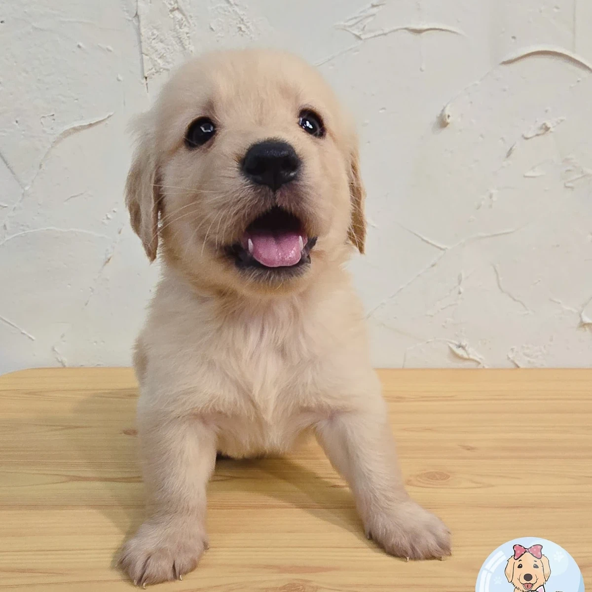 黃金獵犬寶寶$25000起