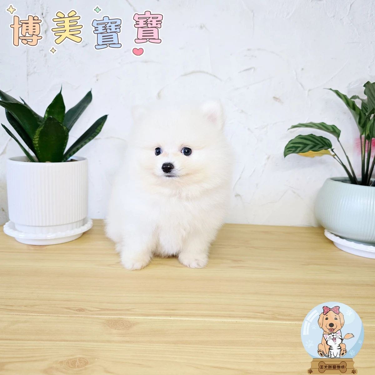 博美寶寶$15000起