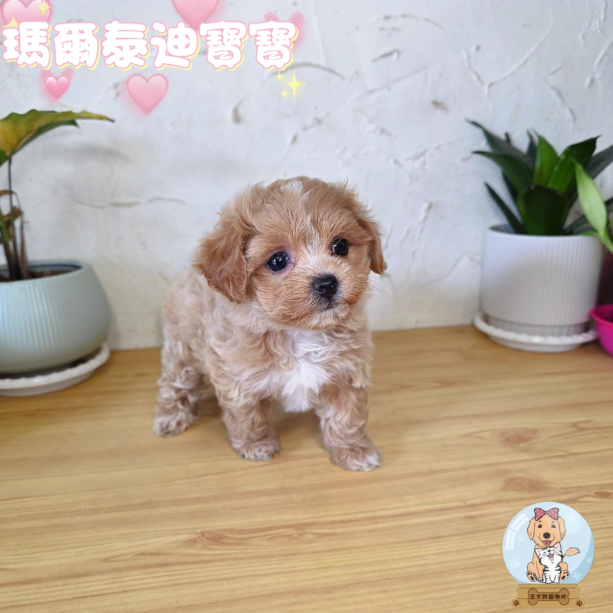 瑪爾泰迪寶寶 $20000起