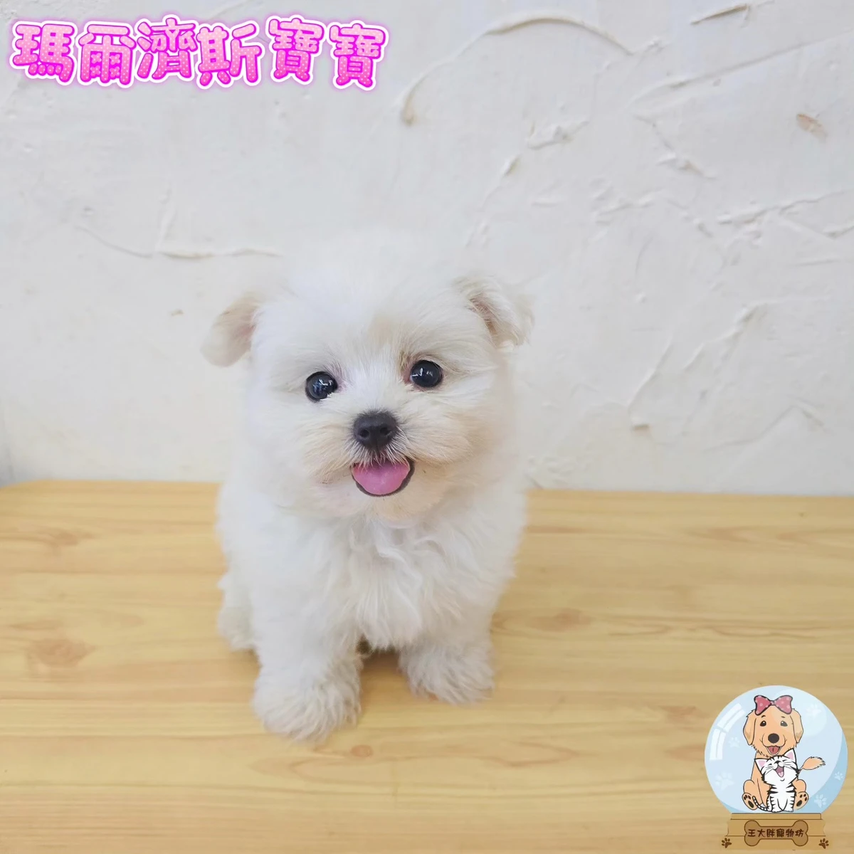 瑪爾濟斯$10000起