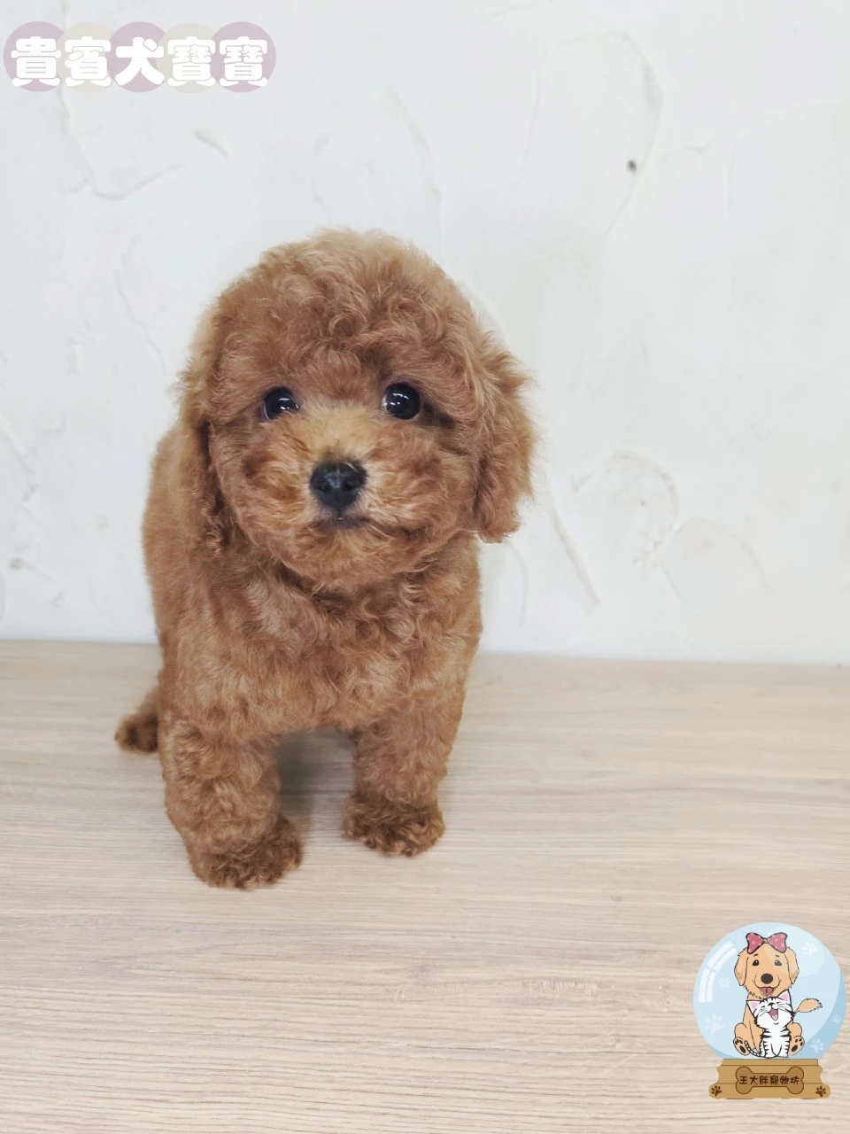 貴賓犬寶寶$8000起