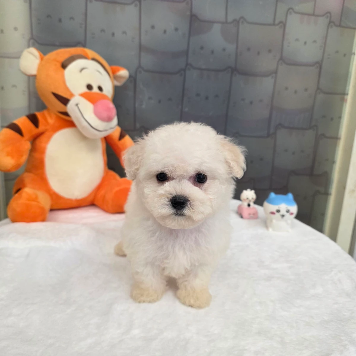 比熊犬$18000起