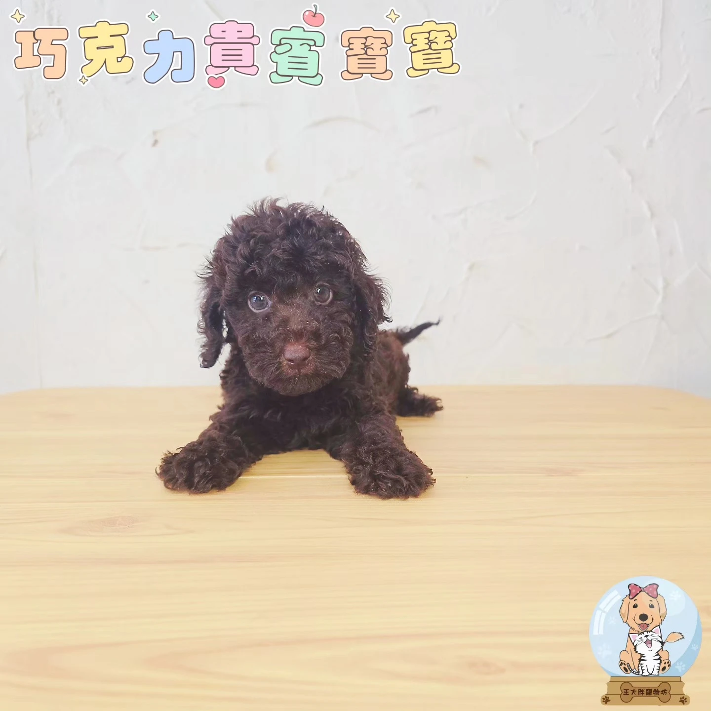貴賓犬寶寶$13000起