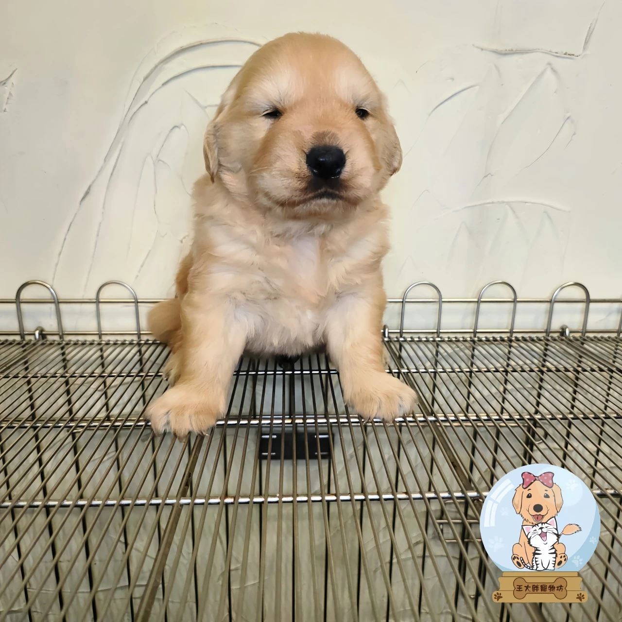 黃金獵犬寶寶$20000起