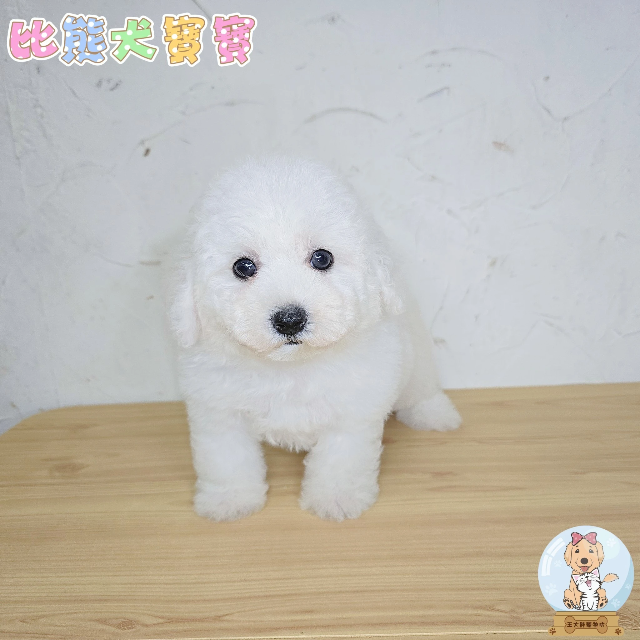 比熊犬$18000起