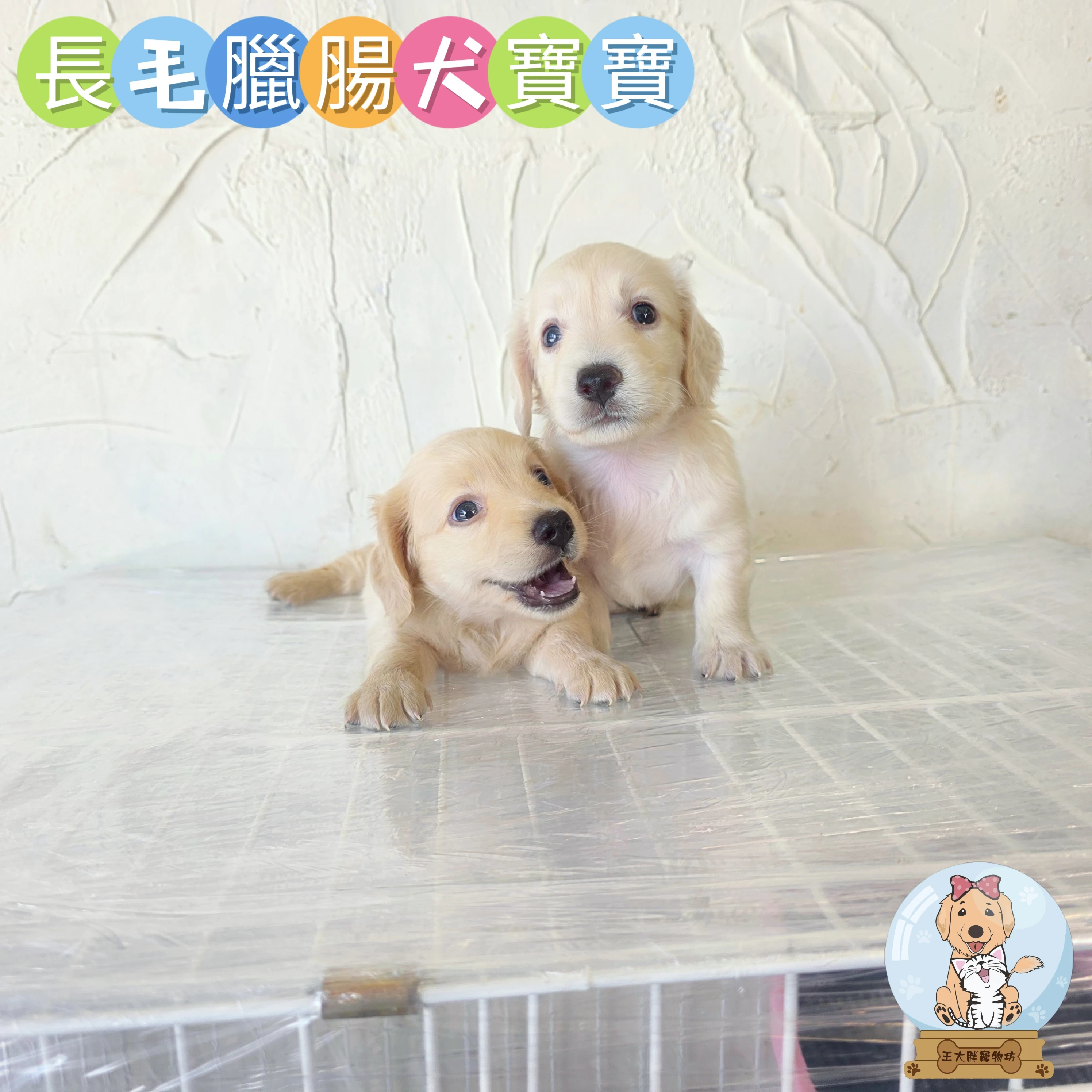 長毛臘腸寶寶$9888起