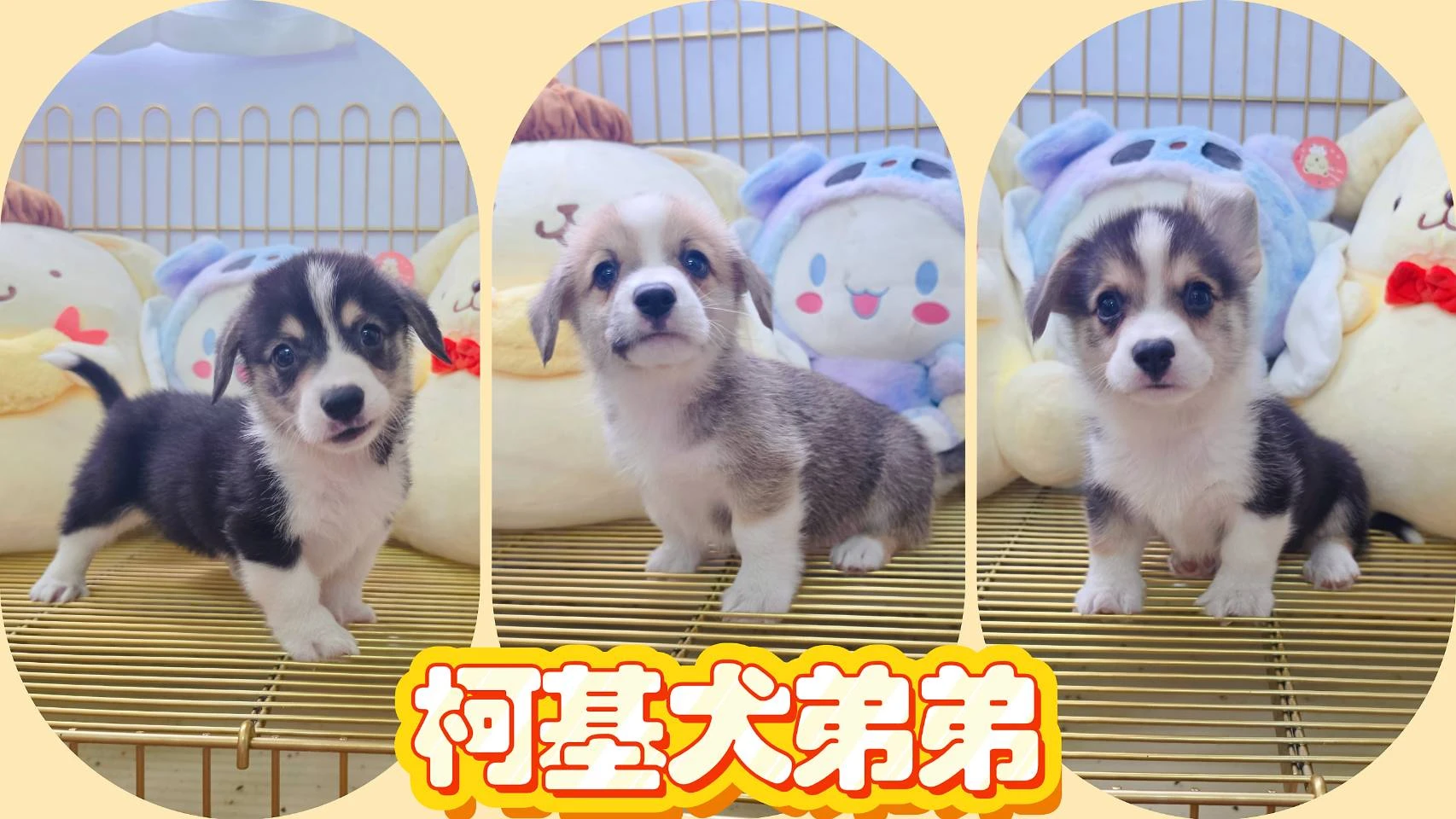 柯基寶寶$25000起