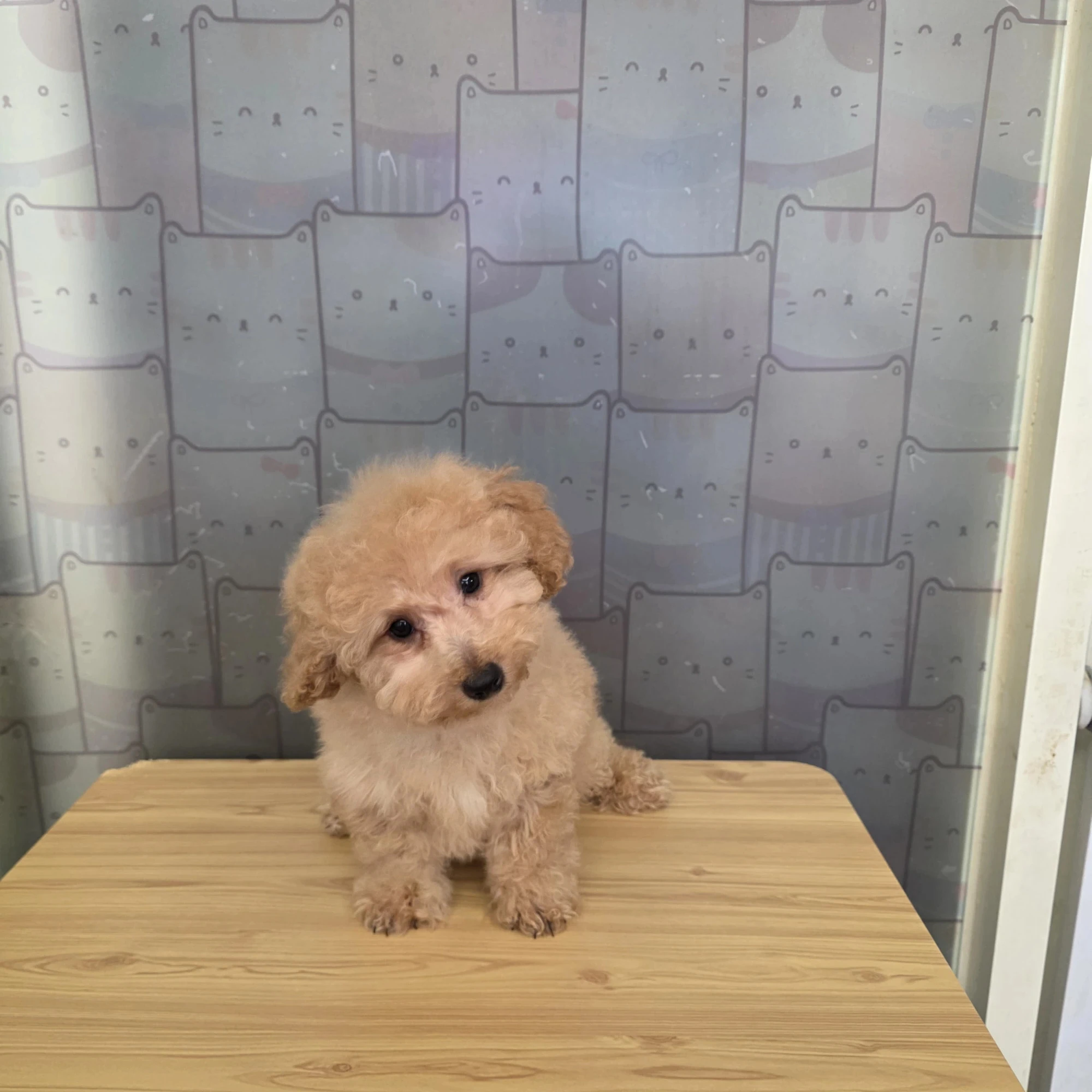 貴賓犬寶寶$13000起