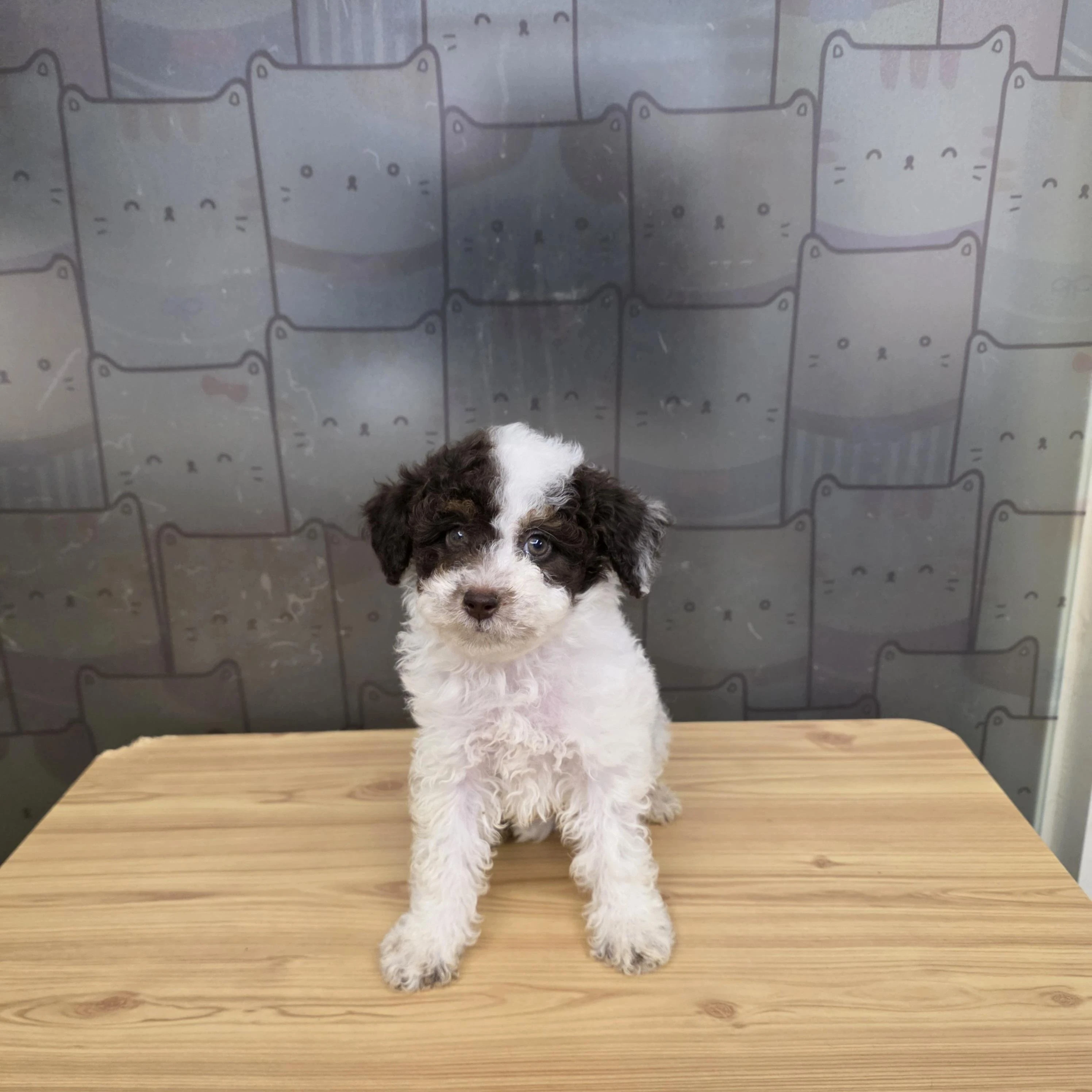 貴賓犬寶寶$13000起