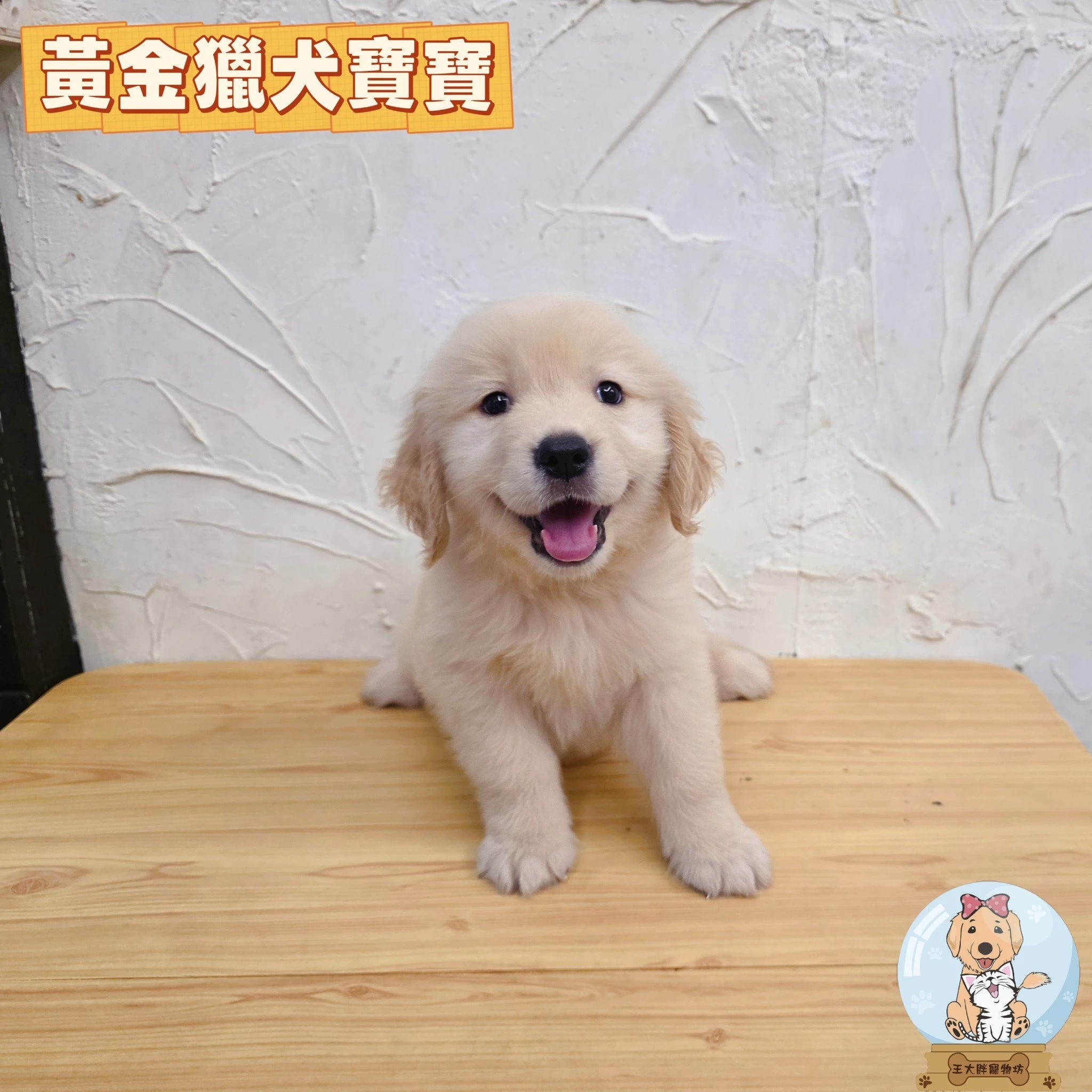 黃金獵犬寶寶$20000起