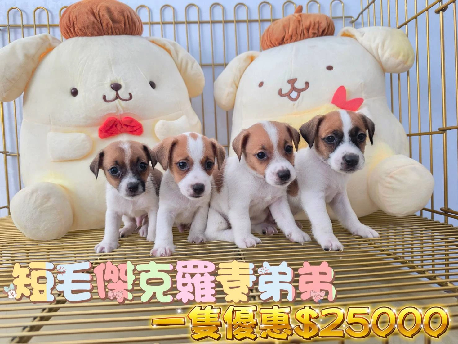 傑克羅素寶寶$18000起