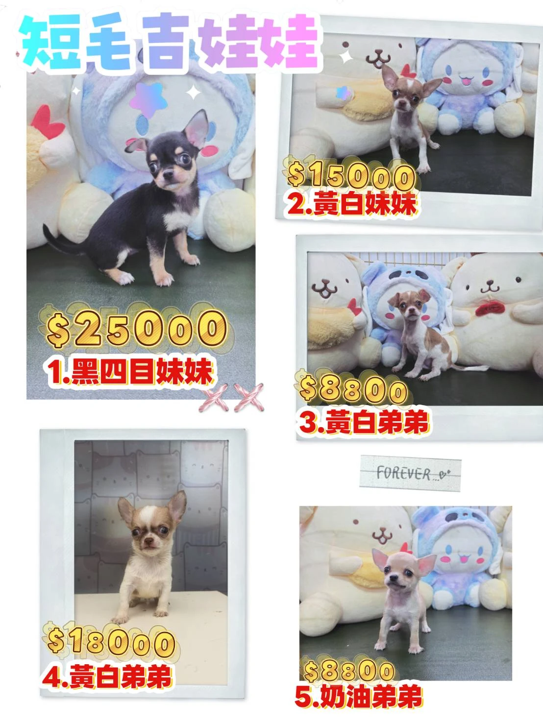 短毛吉娃娃寶寶$8800起