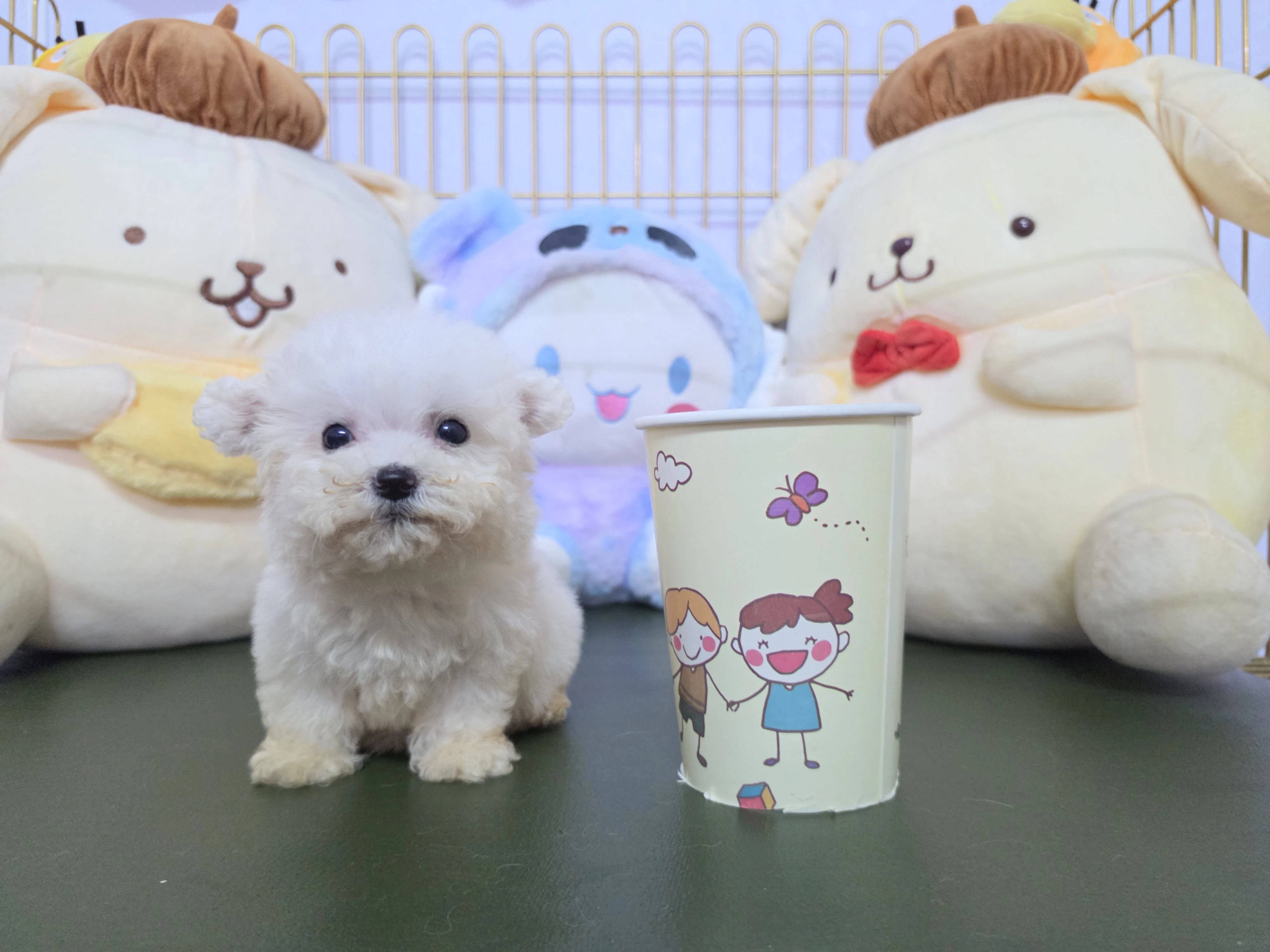 比熊犬$18000起
