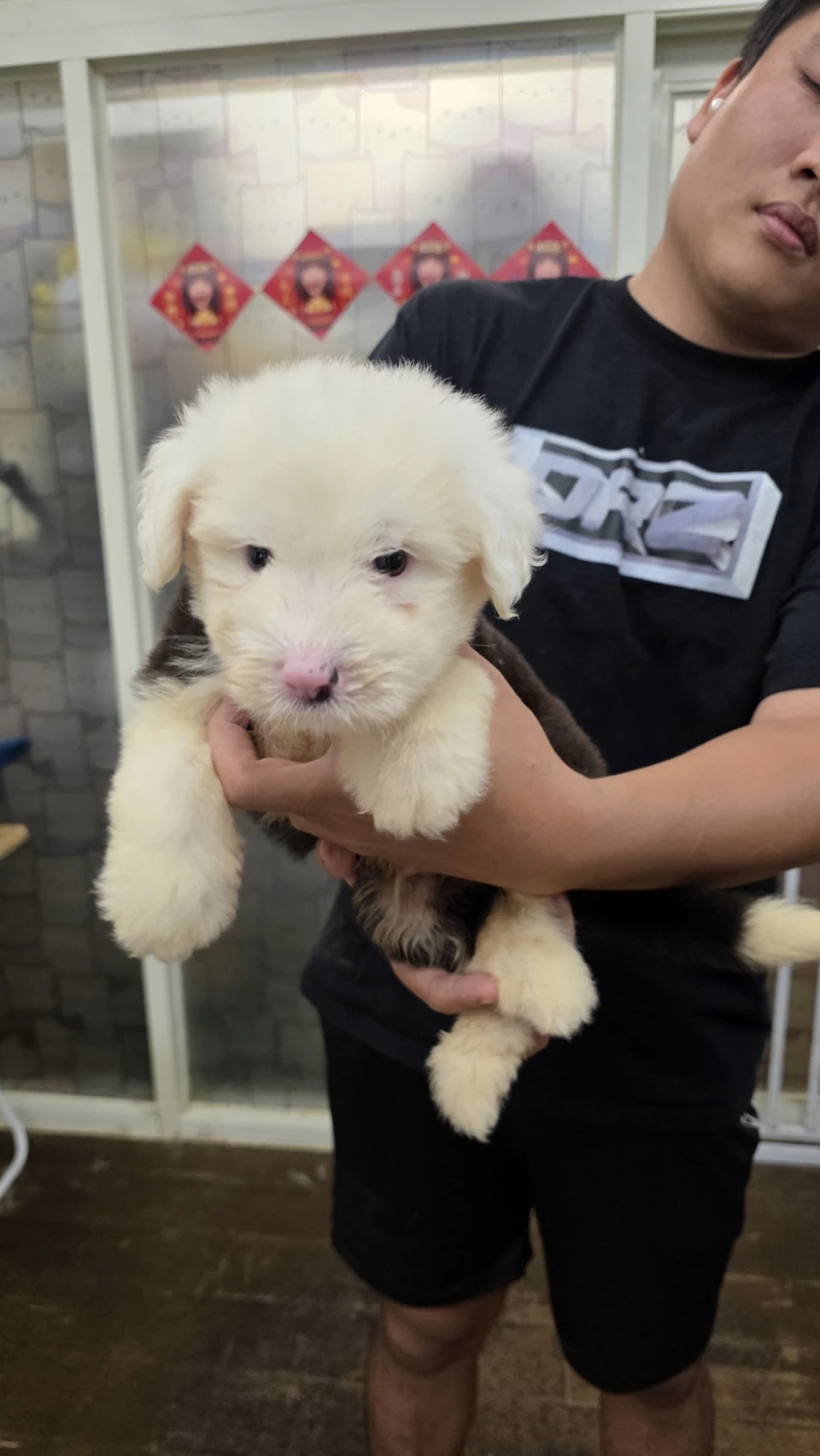 古代牧羊犬