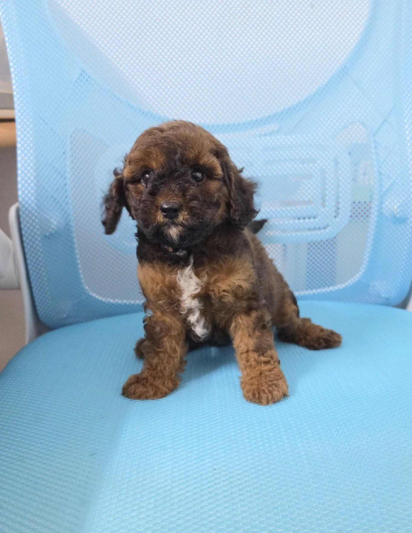 泰迪貴賓犬寶寶$10000起