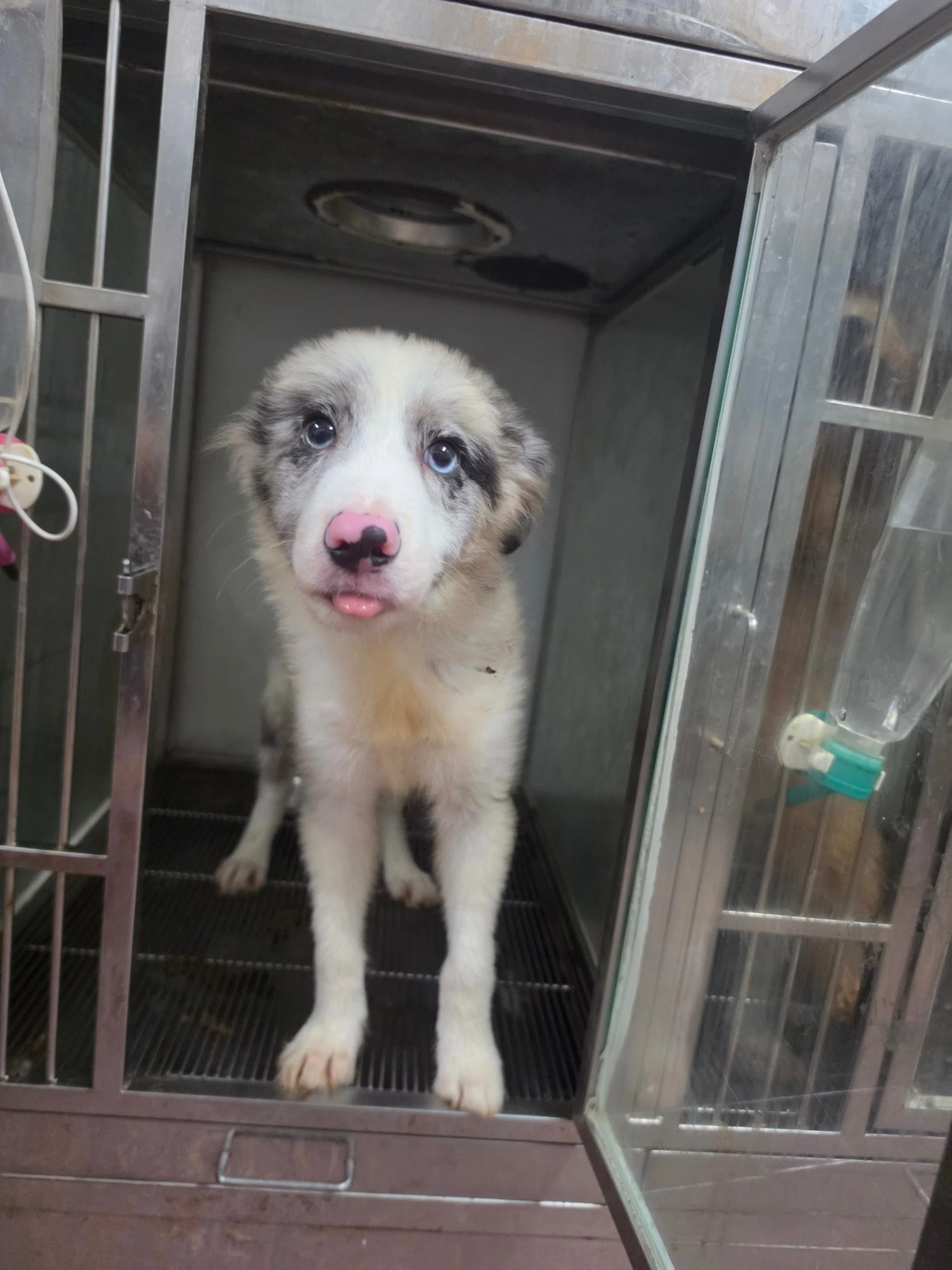 邊境牧羊犬寶寶 $17000起