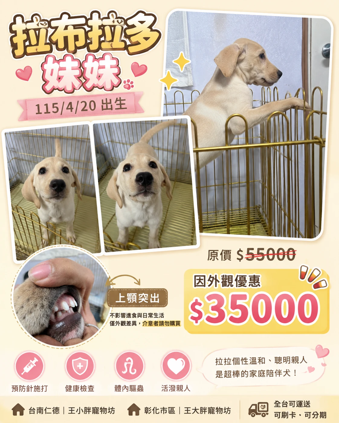 拉布拉多寶寶$35000