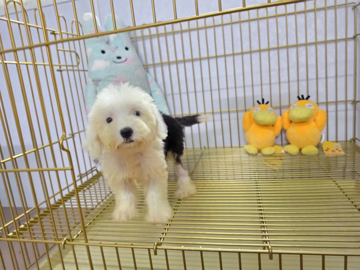 古代牧羊犬